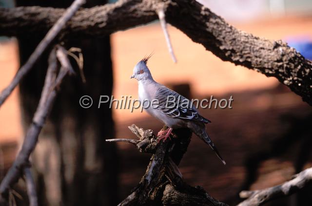 australie territoire du nord 13.JPG - Pigeon a creteCrested PigeonOcyphaps lophotesTerritoire du NordAustralie